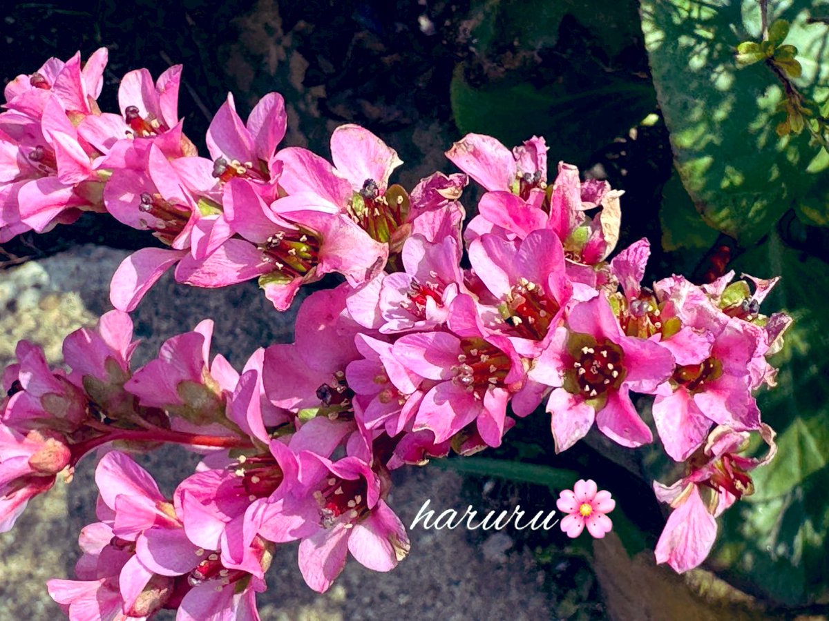 haru12200201's tweet image. おはようございます☕️🌿.•*
寒暖差激しい☔️予報体調管理しっかり🫠
  風邪引かないようにお互い健康第一でお過ごしください🌺