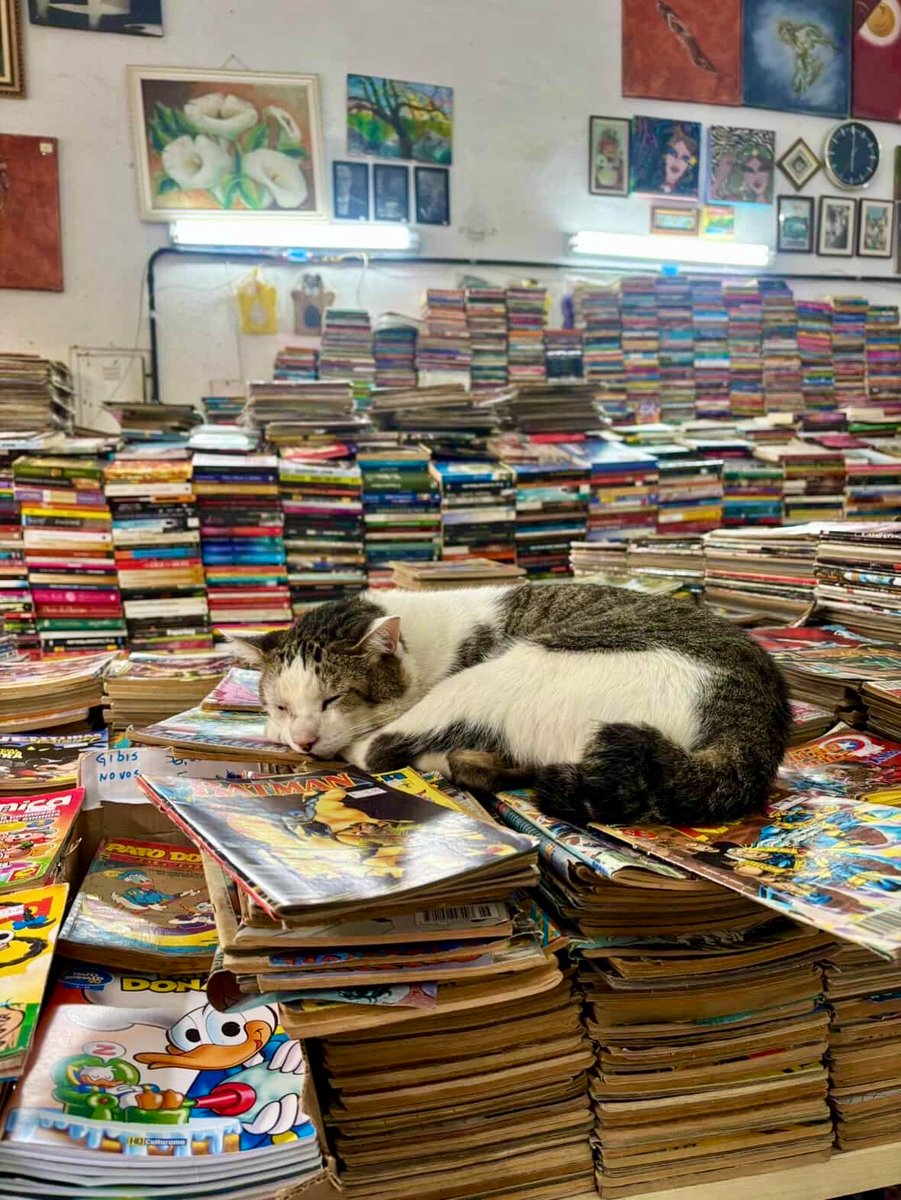 Bodega Cats (@bodegacats_) on Twitter photo 