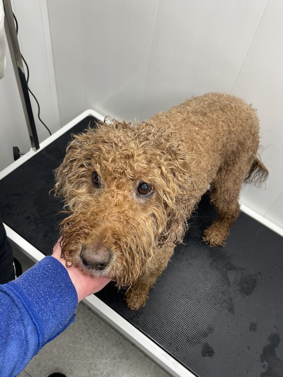 Dagenator's tweet image. Our dog groomer has retired. Last month, we groomed one of our labradoodles and we just groomed the other, which means bathing, rinsing, conditioning, drying, shaving and trimming. I get the feeling our doodles are hoping the groomer will reconsider. #doggrooming #labradoodles