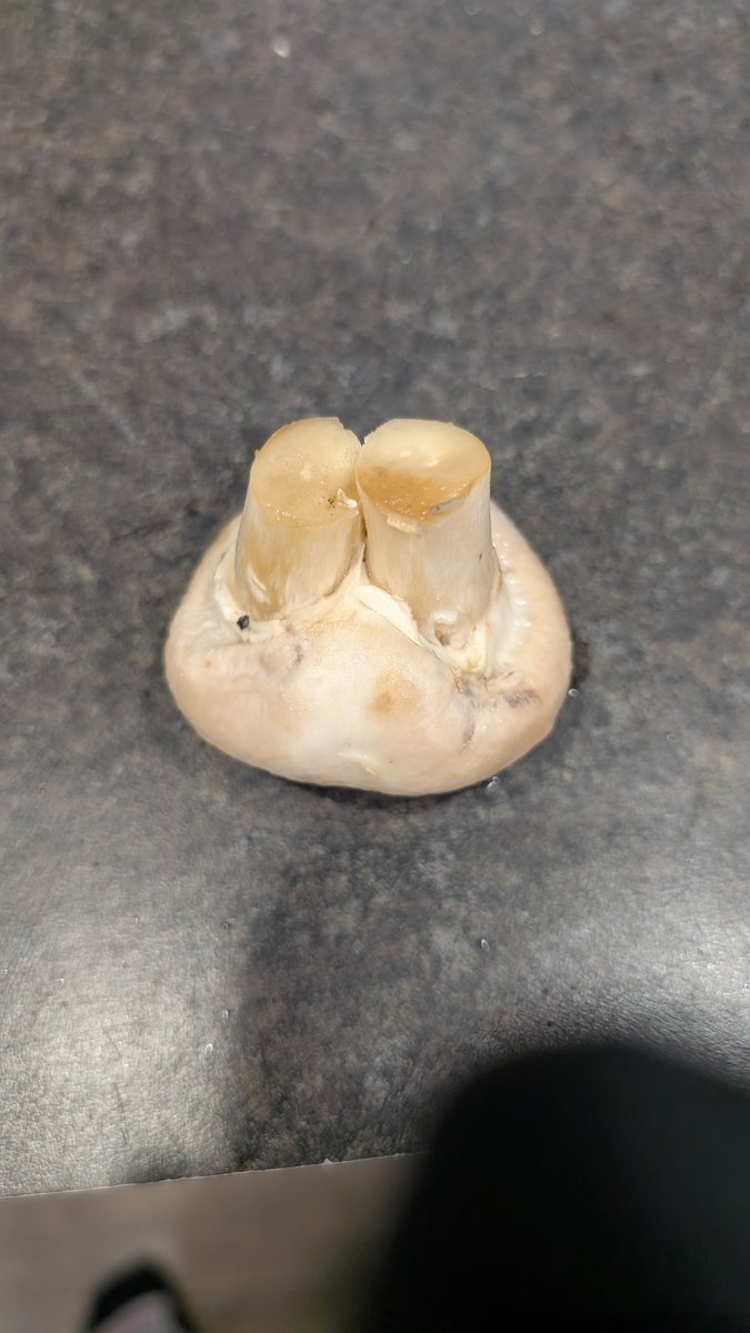 flatulanthippo's tweet image. Never saw a double steamed mushroom before.