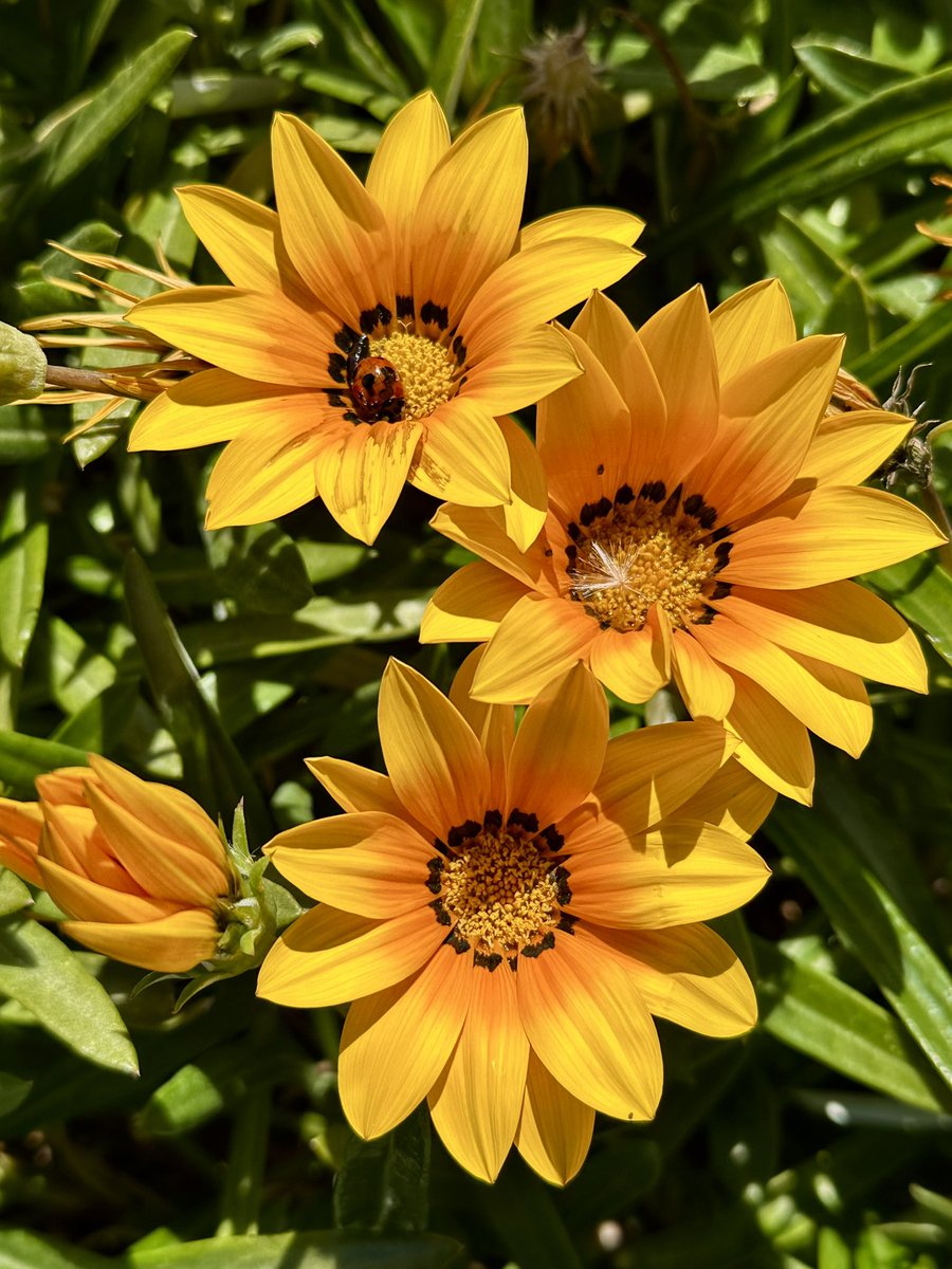 Cloudsailor / 星羅の一日一花 (@sjyszm) / Posts / X