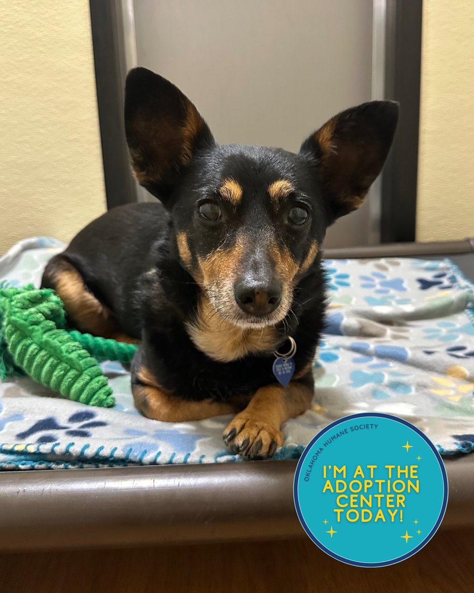 okhumane's tweet image. Adopt Patty-Cakes!
🐾 9 years old | 15 lbs | Small but mighty
✨
Patty-Cakes is applying for the role of Head of Household Management. Visit the OK Humane Adoption Center today at 7500 N Western Ave. or email adoptions@okhumane.org if interested in adopting.