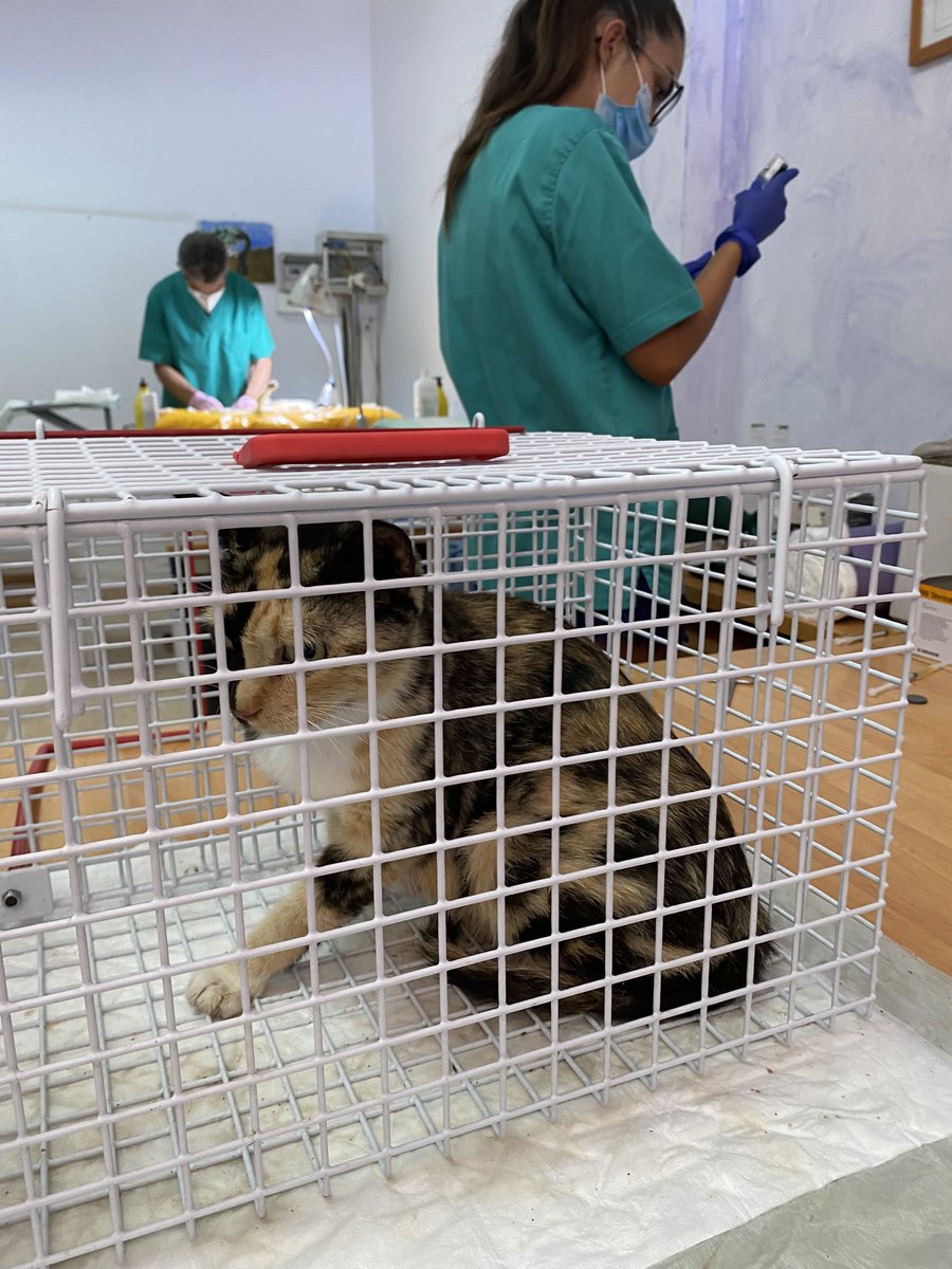 El Pinar pone en marcha una nueva campaña de esterilización de gatos - El Hierro Bimbache elhierrobimbache.es/el-pinar-pone-…