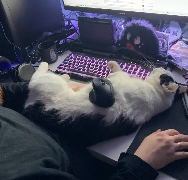 Zuzanna Kwiecień tweet media