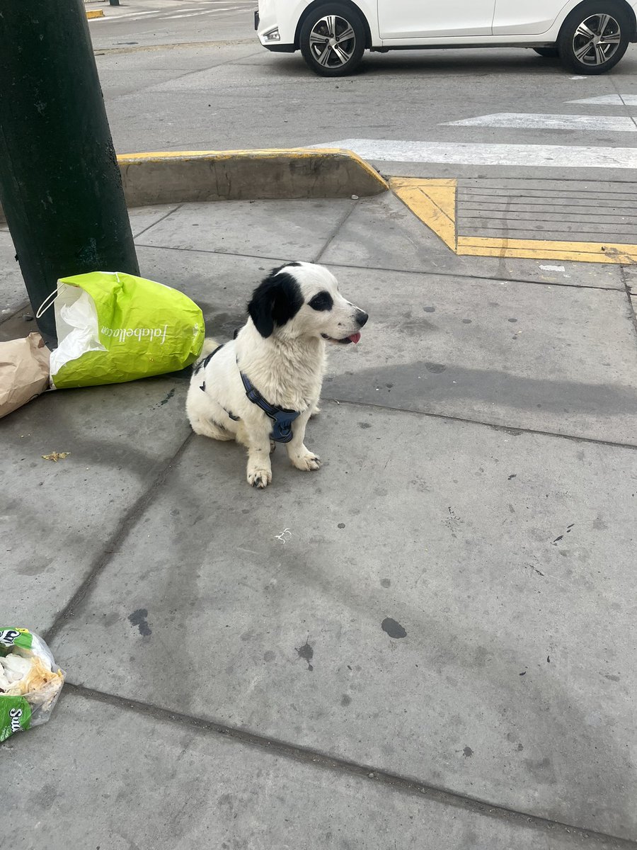 Perrito perdido entre jr Tacna y jr Cusco de Magdalena. Compartir!!! No se mueve de esta esquina.