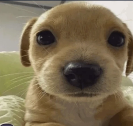 soularis tweet media