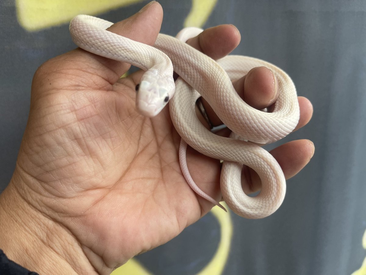 🐾テキサスラットスネーク🐾
リューシ♂♀来ました♪
おメメの可愛い触れる白蛇🐍
可愛い過ぎて癒しでしか無い
#テキサスラットスネーク　#テキサスラットリューシ