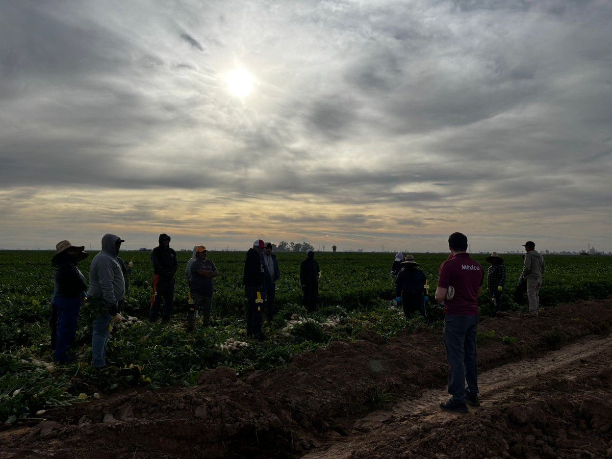 ConsulMexCal's tweet photo. Hoy el equipo de @ConsulMexCal visitó campos agrícolas del #ValleImperial para brindar ℹ️ sobre protección preventiva y los servicios consulares a más de 150 personas trabajadoras agrícolas 🇲🇽.
#CercaDeTi
#ConsuladosContigoMX. https://t.co/nka09GahRY