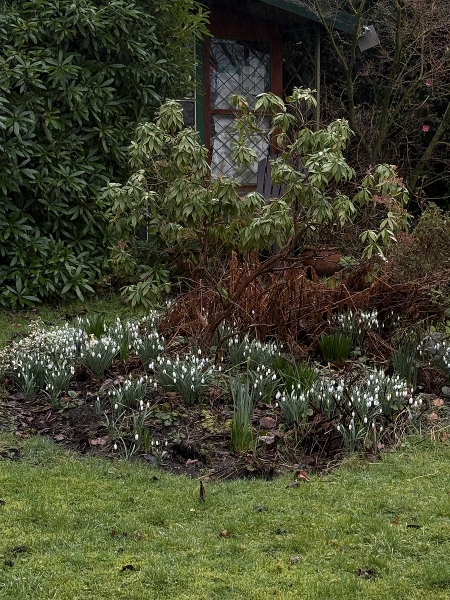 pellynut's tweet image. Snowdrops in the garden.