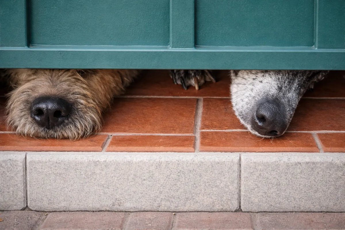 EnsedeCiencia's tweet photo. Que nunca falten esos hocicos abajo de tu puerta, esperándote que llegues a tu casa 🐾🙌 https://t.co/dpR8wDFqeW