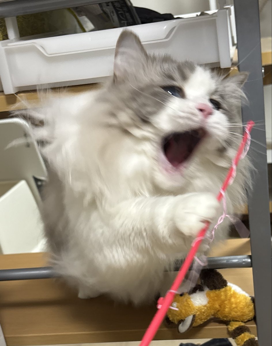 一生懸命なお顔可愛い☺️