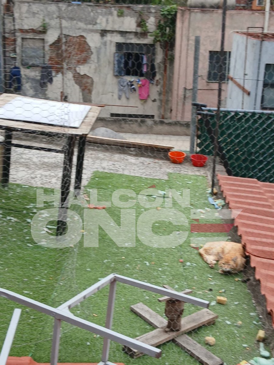 “CASA DEL HORROR” PARA ANIMALES EN LA SAN RAFAEL Y NADIE INTERVIENE DESDE 2025

Vecinos denuncian perros y gatos presuntamente maltratados y abandonados en un inmueble de #AlfonsoHerrera 13A, colonia #SanRafael, <a href="/AlcCuauhtemocMx/">Alcaldía Cuauhtémoc</a>.

Los tendrían hacinados en un cuarto de azotea sin