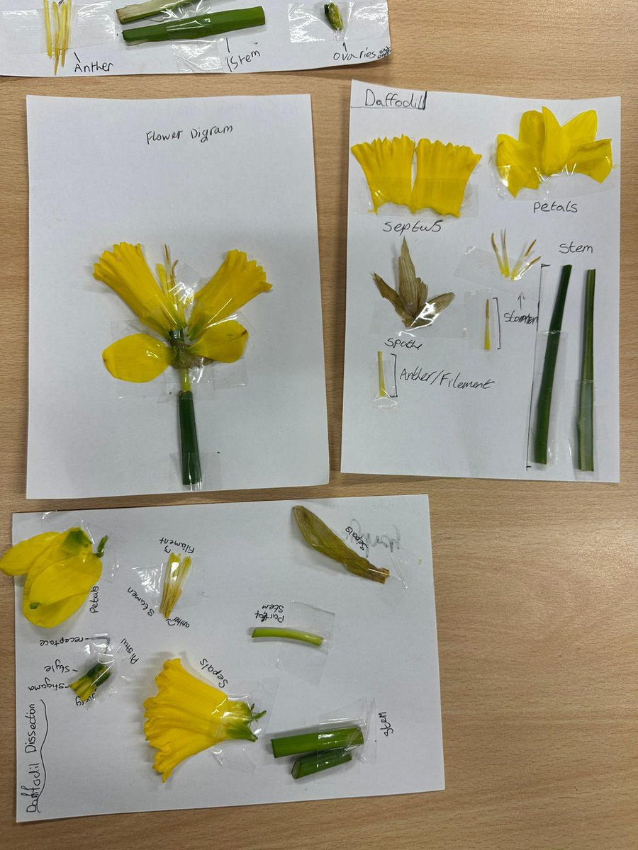 Science@PoolHayes tweet media