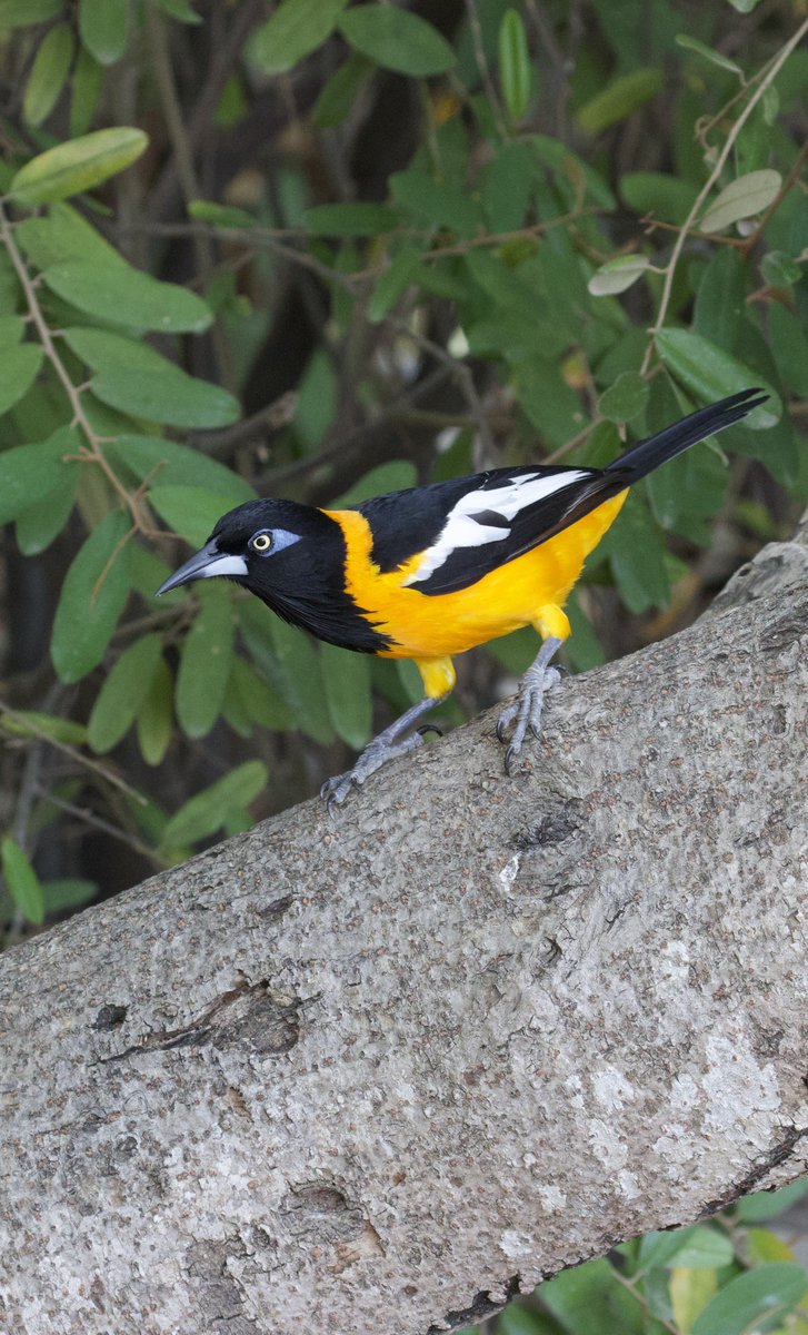 Wayne + Lauren tweet media