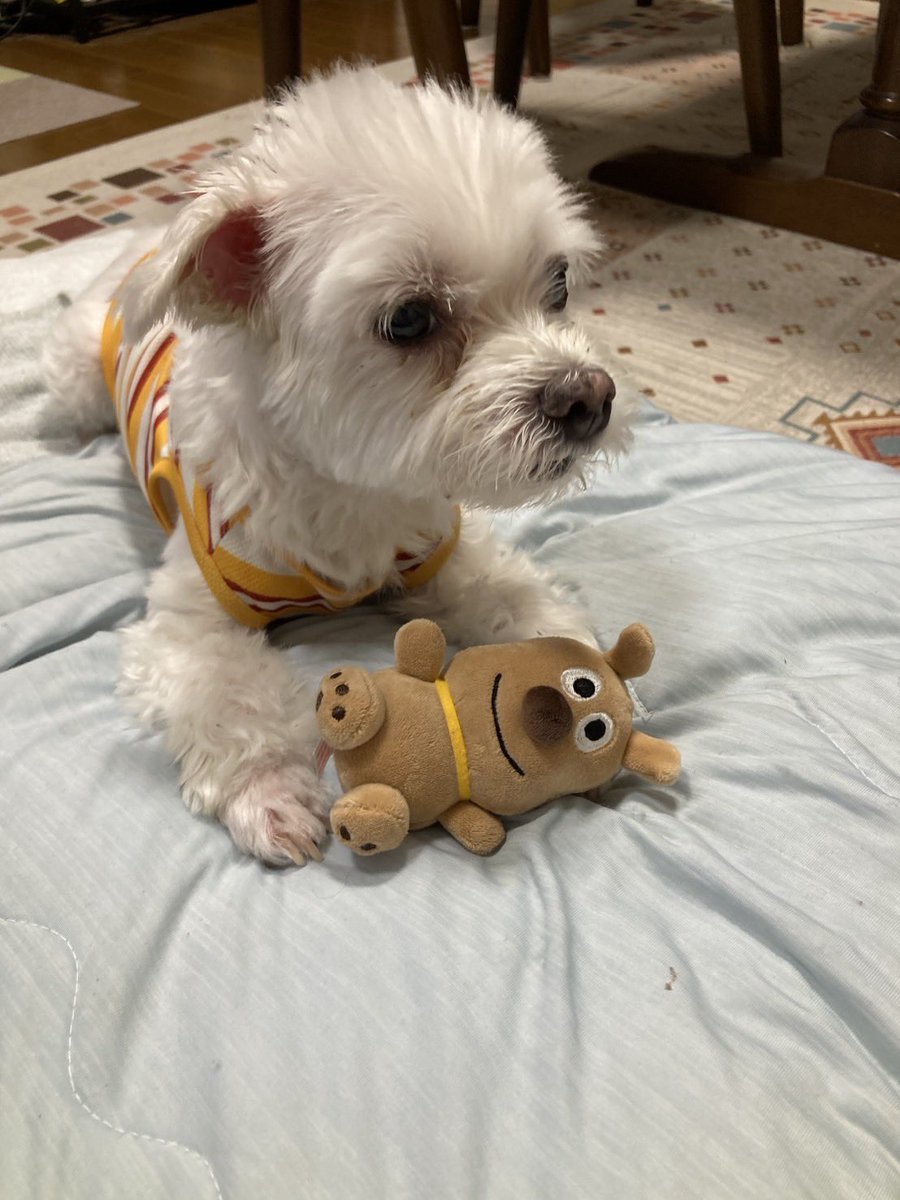 君は愛されるため生まれた🐶💕 #マルチーズ #愛犬大好き #Maltese