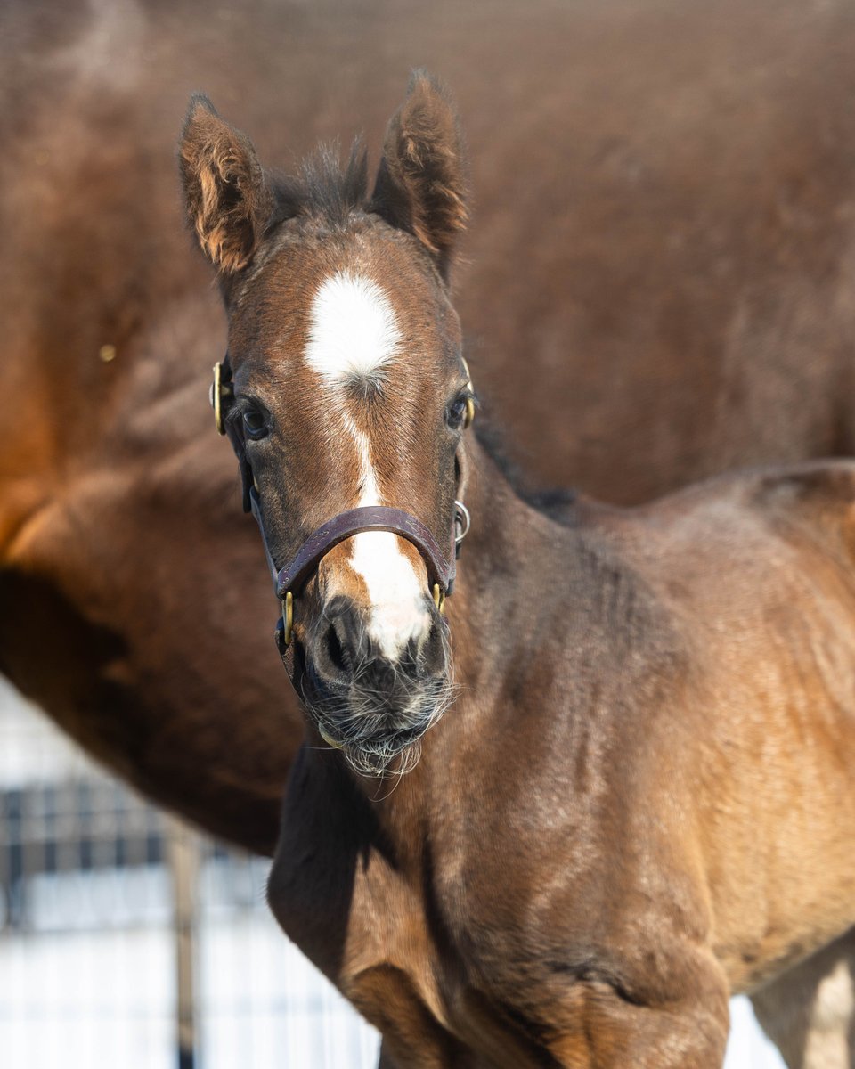 Pin Oak Stud tweet media