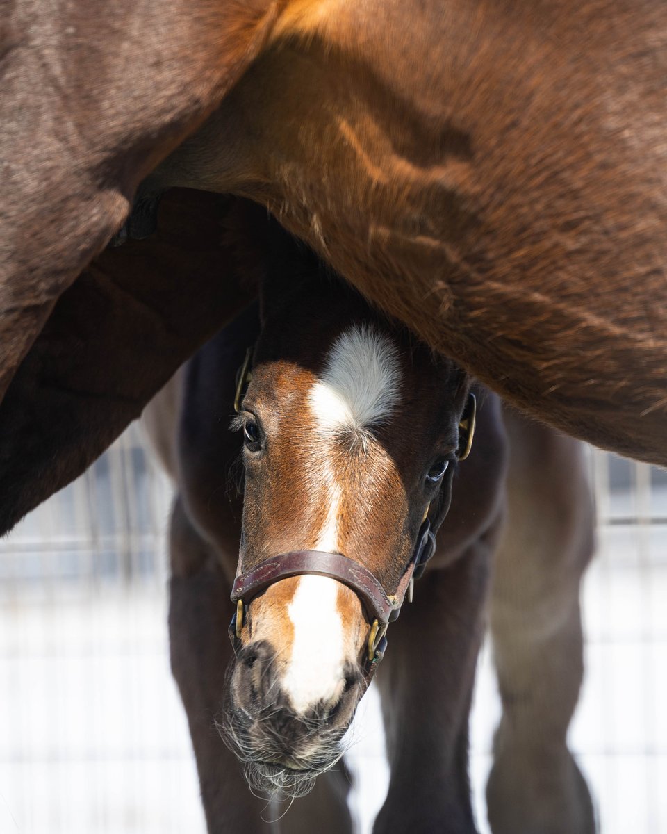 Pin Oak Stud tweet media