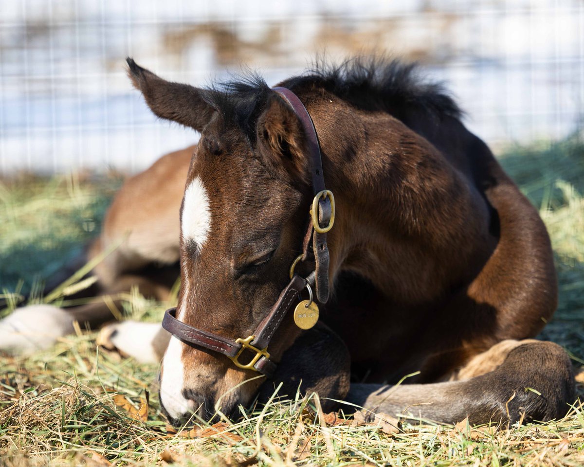 Pin Oak Stud tweet media