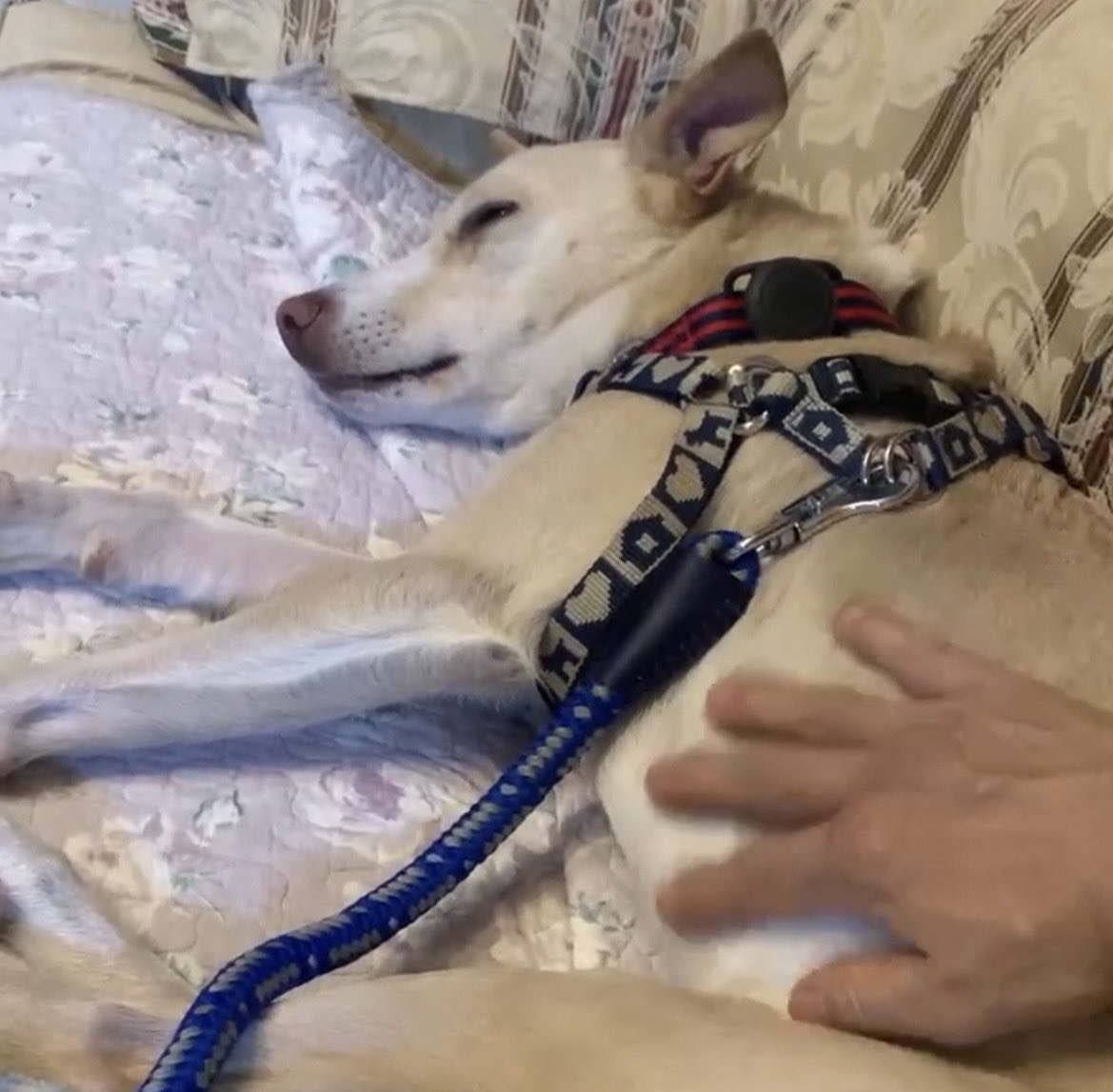 脱走した飼い犬ですが、砧公園内を追い続けた結果、やっと捕まえることが出来ました。皆様からの知恵励ましの言葉に本当に感謝いたします！最近保護犬で迎え入れた元野犬で、人慣れがあまり出来ず、人が近付くと速い脚で逃げるため、かなり苦労しました💦反省と学びがまだまだ必要だなと感じました