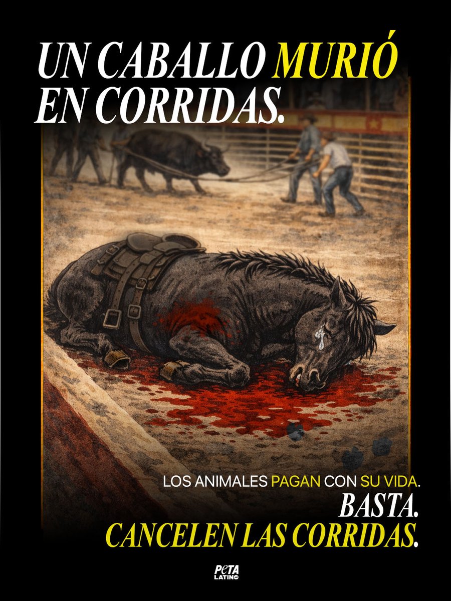 Durante los festejos charrotaurinos en Villa de Álvarez, Colima, un caballo fue corneado por un toro y murió desangrado y sufriendo.
Esto no es cultura, no es tradición y no es entretenimiento.
Es violencia normalizada contra animales.
👉 Exígele a la presidenta municipal,