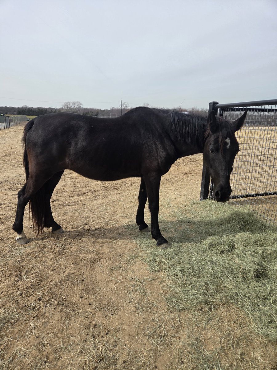 We love Kindle!

With Valentine's Day approaching, we know you're all showing love to your furry friends. Spread the love and share some photos of you loving on your beloved pets!

Learn more:
ranchhandsrescue.org

Amazon Wishlist:
amazon.com/hz/wishlist/ls…