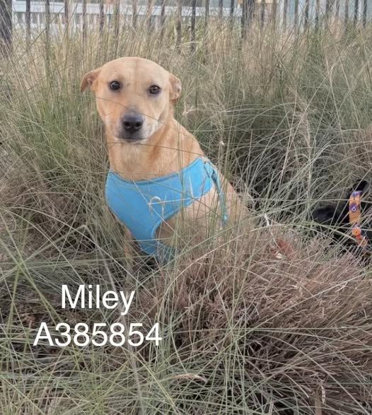 FHDRofSETX's tweet photo. Hello rescue community 👋. We have disturbing news out of Corpus Christi shelter. We were emailed that 27 dogs are going to be killed. This number is staggering. We are scrambling to save as many as we can. We need donations urgently. 🙏🙏🙏We will have to board them. Time is running out. So we are begging the community to pull together. 🙏🙏🙏🙏🙏🙏To donate go to our profile ➡️ @FHDRofSETX . Just click on our website. All donations collected will go to saving as many as these pups as we can. NO DONATION IS TOO SMALL @RoCoGB @rothfarms @Pam_WindRiver @Dubs4Mutts @Danawb26 @SamfromSpain @beeleevitonly @OlwynHope @LisaBrabson