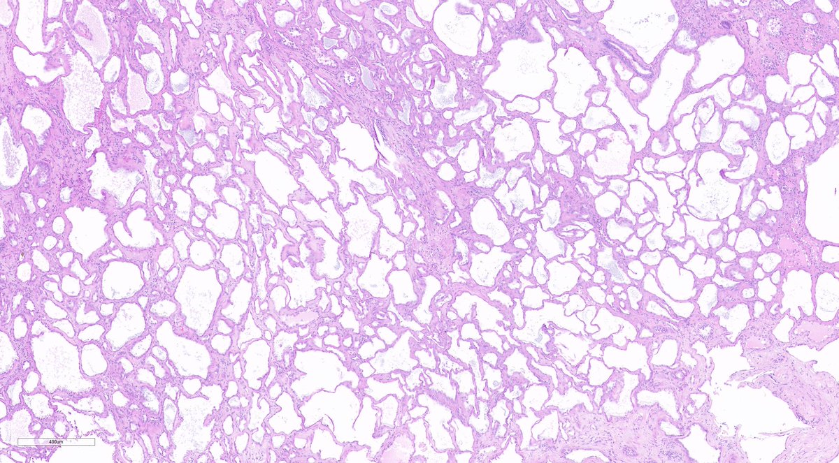 Ankur Sangoi tweet media