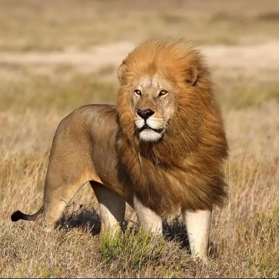 Lions 🦁 (@lionseveryday) on Twitter photo 