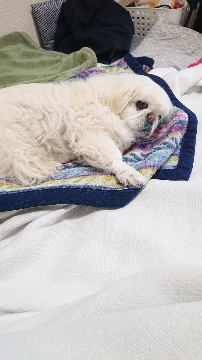 かおりん (@shiro0201_111) on Twitter photo 