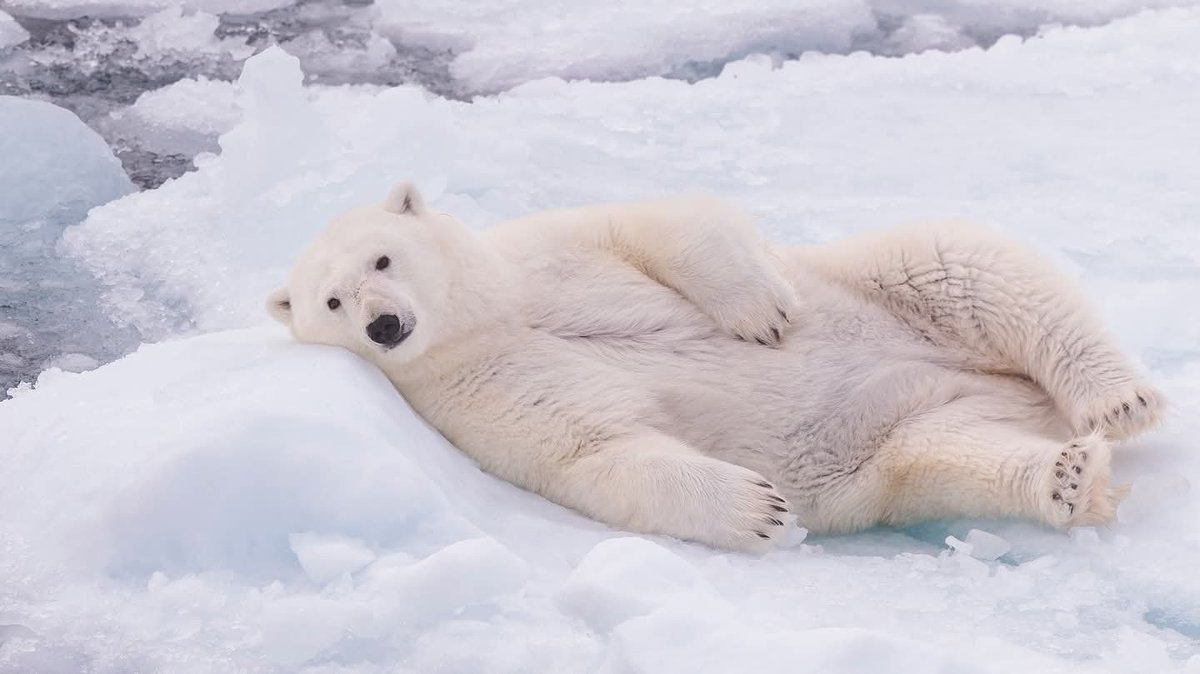 BearPosting's tweet photo. https://t.co/HSj9CFskJ0