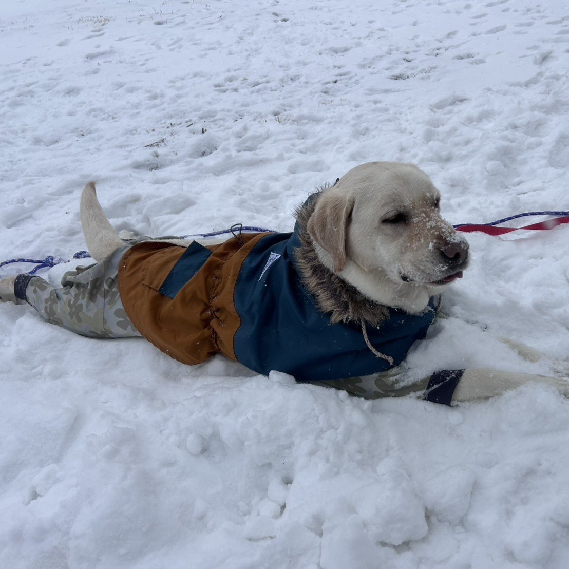 2/11(水) 天気:雪、山頂気温:-1℃、風速:2m、積雪:120m、山麓天気:-0℃、全面滑走可能です！ ゲレンデコンディション良好！ 絶景ゲレンデで、スキー・スノーボードをお楽しみください。入笠山トレッキングもおすすめ。トレッキングはペットもOK！