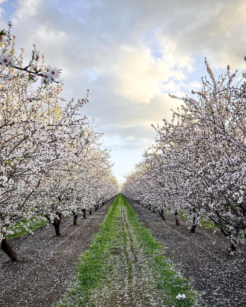 Almond trees doing their thing 🌸 Those blooms mean pollination is underway and growth is just beginning.

#AlmondBloom #Pollination #GrowingSeason #FarmFacts