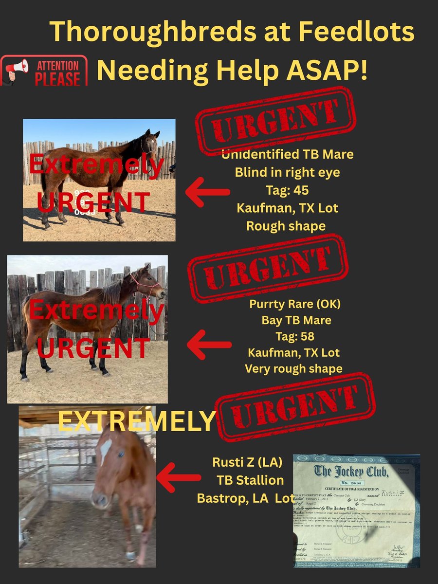 RACEFund's tweet photo. 🆘🆘🆘🆘🆘🆘Update! Poster 02-10-26. Never have felt so hopeless for many of the horses on these pages. Even, though we saved 5 thoroughbreds in the last 5 to 6 days and a few other rescues saved a couple more. There are still many that are EXTREMELY URGENT, especially Tag 45, Tag 58 Purrty Rare and Tag 83 Kapaya at the Kaufman, TX lot because their deadline is up tonight. Per the lot these horses will ship to MX. Who is going to help them? We cannot with so many in quarantine, etc. Thoroughbred industry, CARMA, TAA, JC, Breeders Associations, where are you? ❓❓❓❓
@jockeyclub @NTRA @LightUpRacing @BreedersCup @CARMAcares @theTDN @TTAtexas @EponaInitiative @RepoleStable @PatCummingsNTA