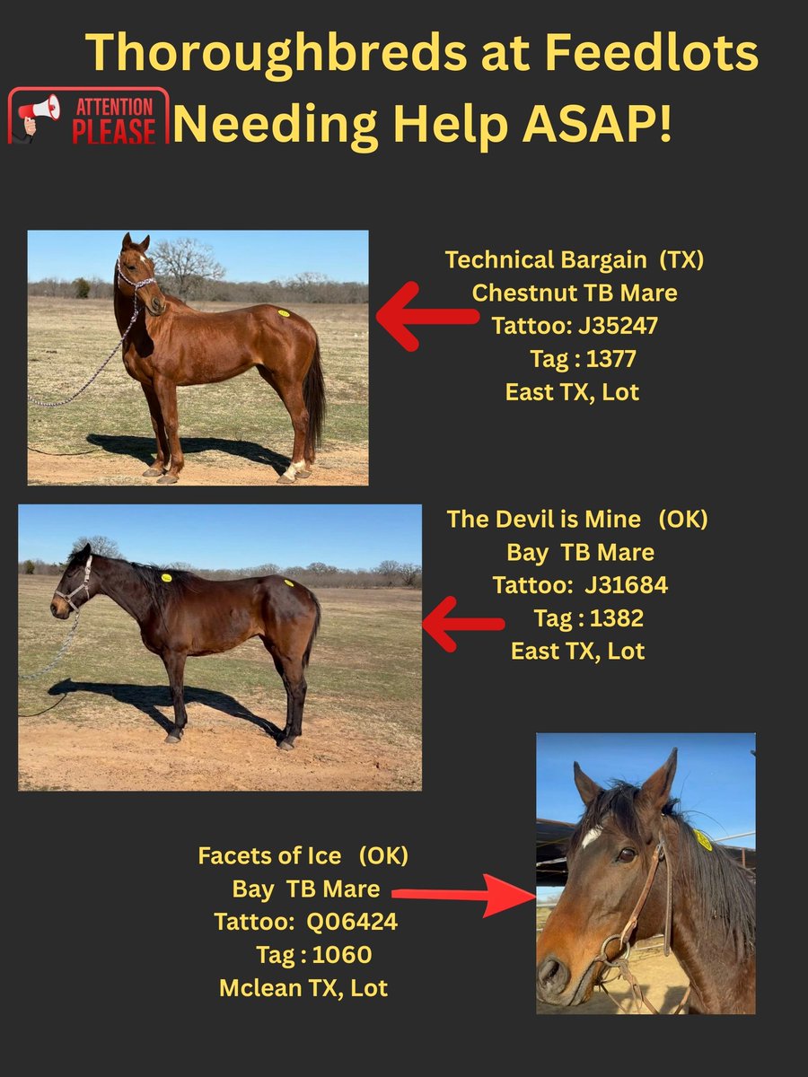 RACEFund's tweet photo. 🆘🆘🆘🆘🆘🆘Update! Poster 02-10-26. Never have felt so hopeless for many of the horses on these pages. Even, though we saved 5 thoroughbreds in the last 5 to 6 days and a few other rescues saved a couple more. There are still many that are EXTREMELY URGENT, especially Tag 45, Tag 58 Purrty Rare and Tag 83 Kapaya at the Kaufman, TX lot because their deadline is up tonight. Per the lot these horses will ship to MX. Who is going to help them? We cannot with so many in quarantine, etc. Thoroughbred industry, CARMA, TAA, JC, Breeders Associations, where are you? ❓❓❓❓
@jockeyclub @NTRA @LightUpRacing @BreedersCup @CARMAcares @theTDN @TTAtexas @EponaInitiative @RepoleStable @PatCummingsNTA
