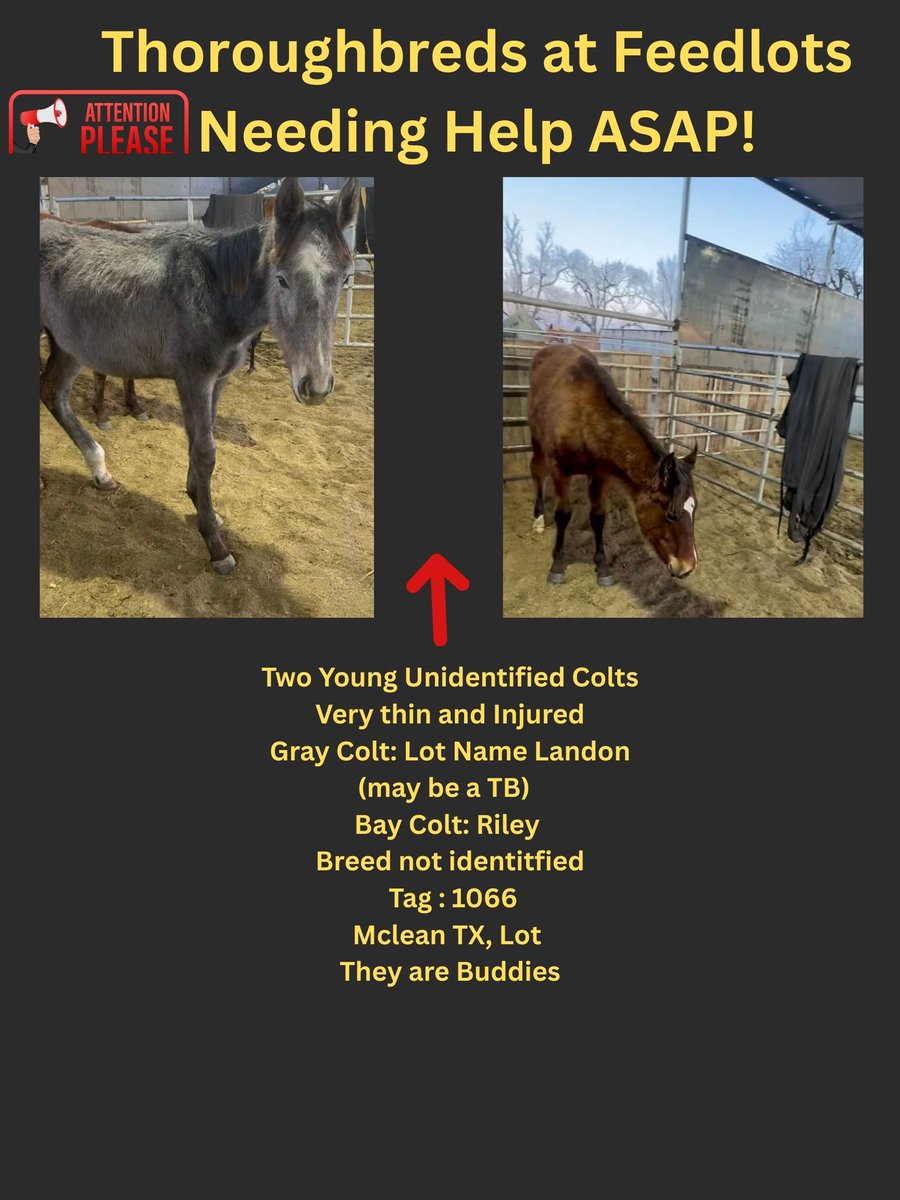 RACEFund's tweet photo. 🆘🆘🆘🆘🆘🆘Update! Poster 02-10-26. Never have felt so hopeless for many of the horses on these pages. Even, though we saved 5 thoroughbreds in the last 5 to 6 days and a few other rescues saved a couple more. There are still many that are EXTREMELY URGENT, especially Tag 45, Tag 58 Purrty Rare and Tag 83 Kapaya at the Kaufman, TX lot because their deadline is up tonight. Per the lot these horses will ship to MX. Who is going to help them? We cannot with so many in quarantine, etc. Thoroughbred industry, CARMA, TAA, JC, Breeders Associations, where are you? ❓❓❓❓
@jockeyclub @NTRA @LightUpRacing @BreedersCup @CARMAcares @theTDN @TTAtexas @EponaInitiative @RepoleStable @PatCummingsNTA