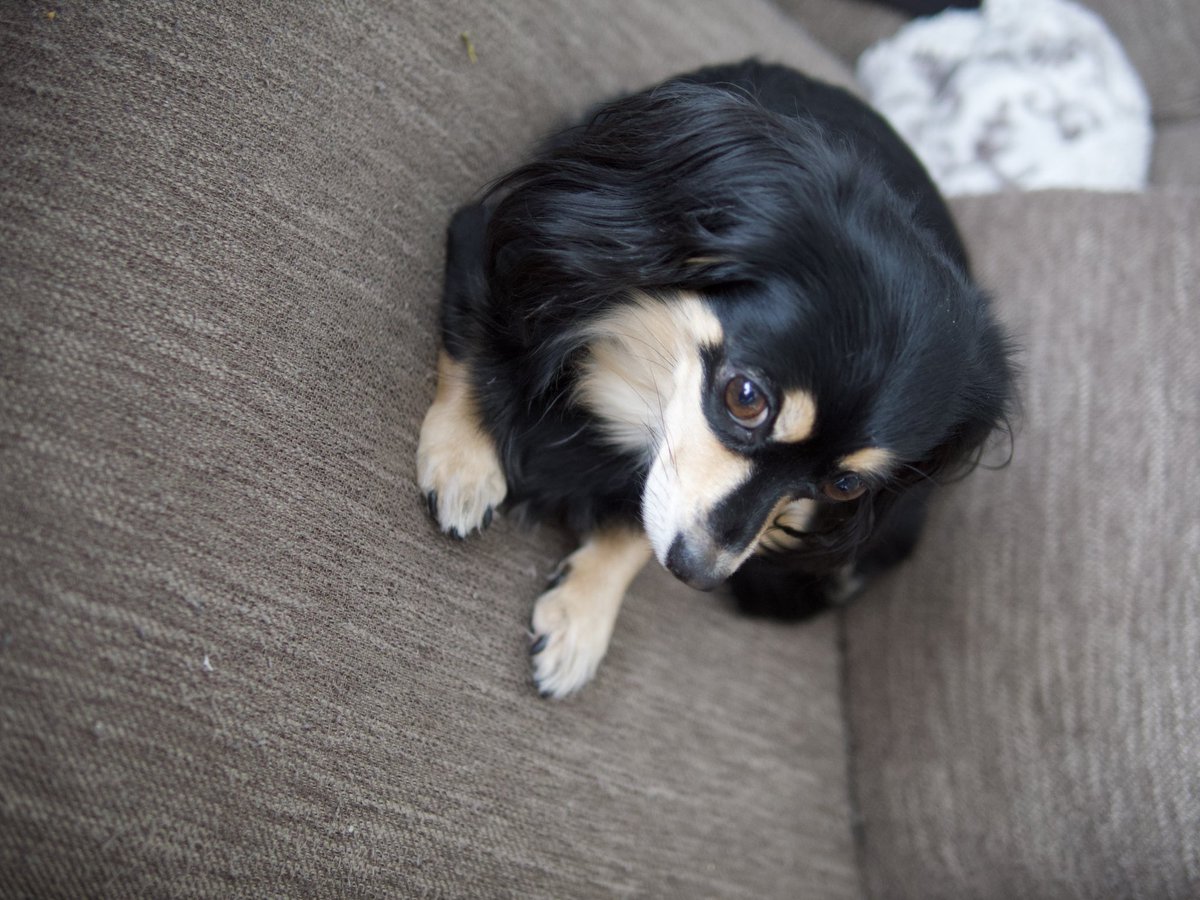 本日のあんちゃん☆ #LUMIX #dcg99 #g99 #パナライカ25mm #チワックス