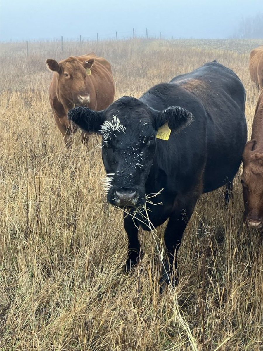 Mitch Stuart tweet media