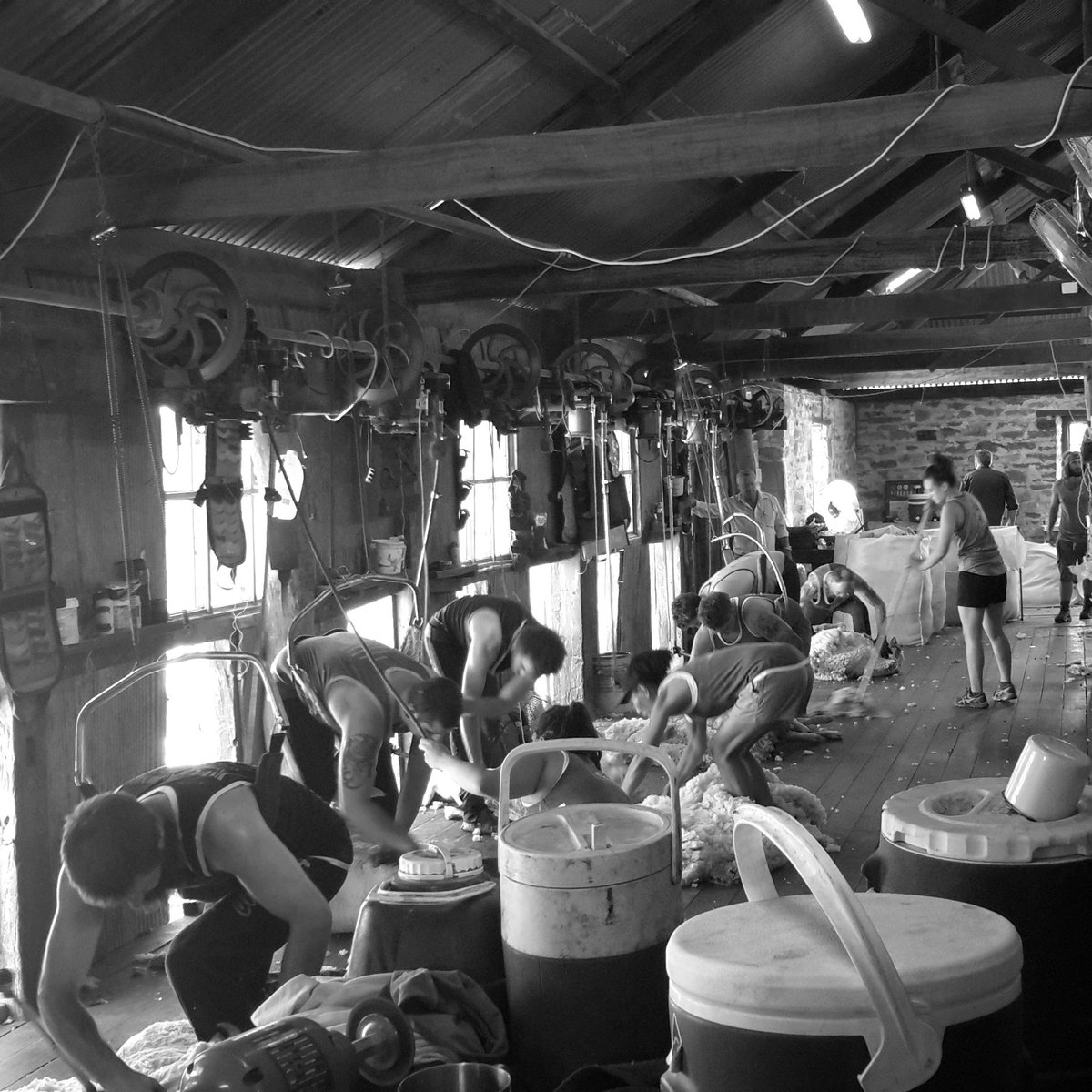 Quality Wool tweet media