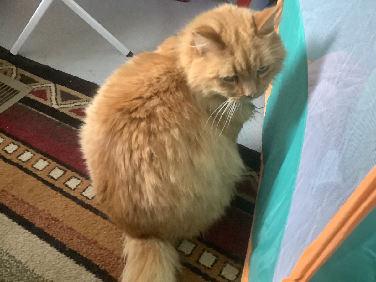 GraceJacques340's tweet photo. skittles, how are you able to survive such harsh weather?
#cats 
#fluffycats
#hairycats https://t.co/VkMnXft2tY