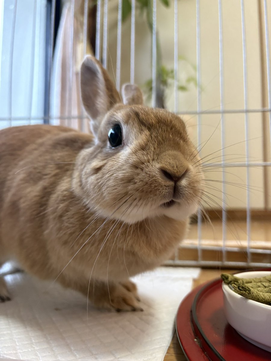 おはようございます☔️ 🐰< 久しぶりの雨ですね。 #うさぎのいる暮らし