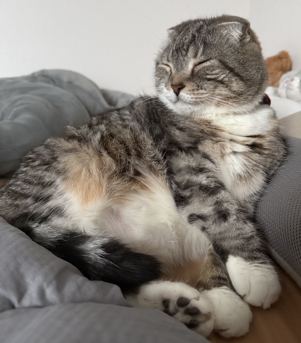 ねこぞー (@nekozo_cat) / Posts / X