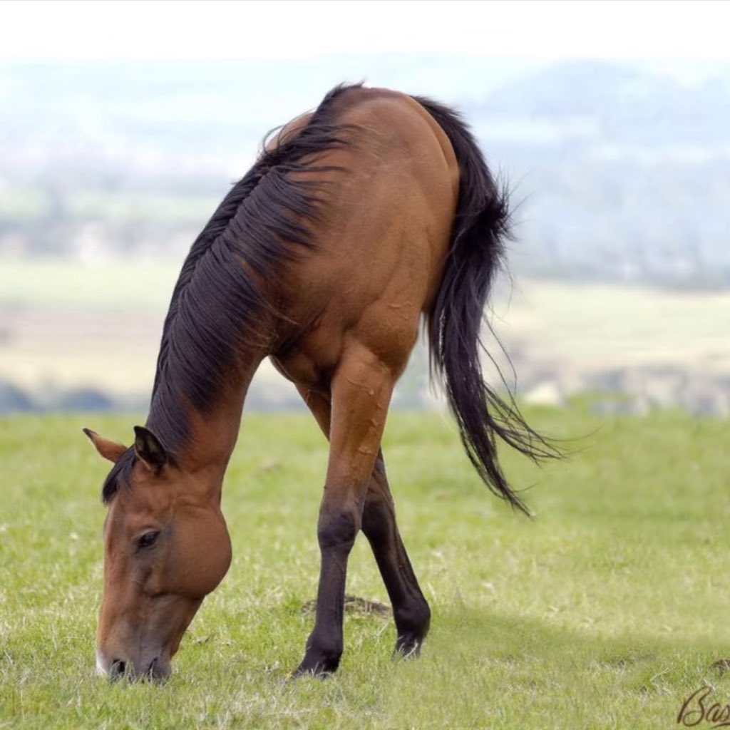 horseimage tweet picture