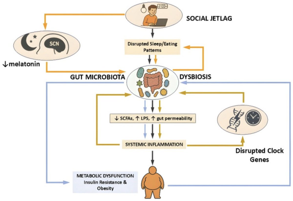 Circadian: Your Natural Rhythm tweet media