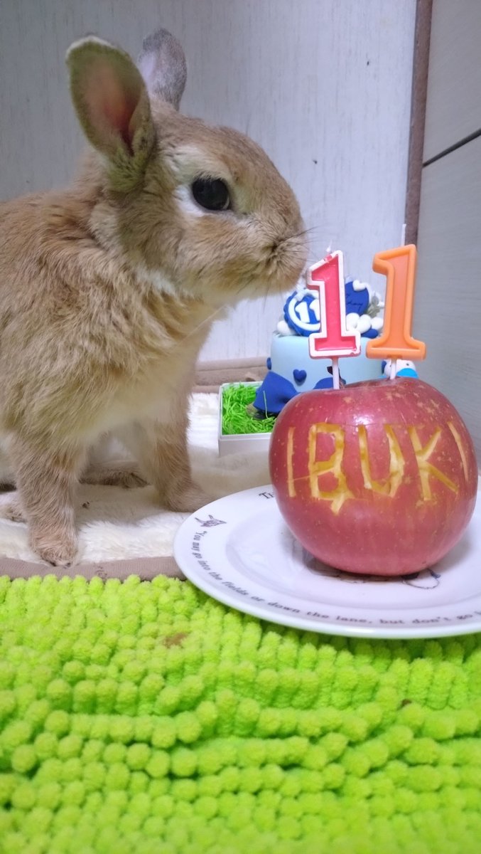 うさぎ専門店ココロのおうち (@kokoro_info) / Posts / X