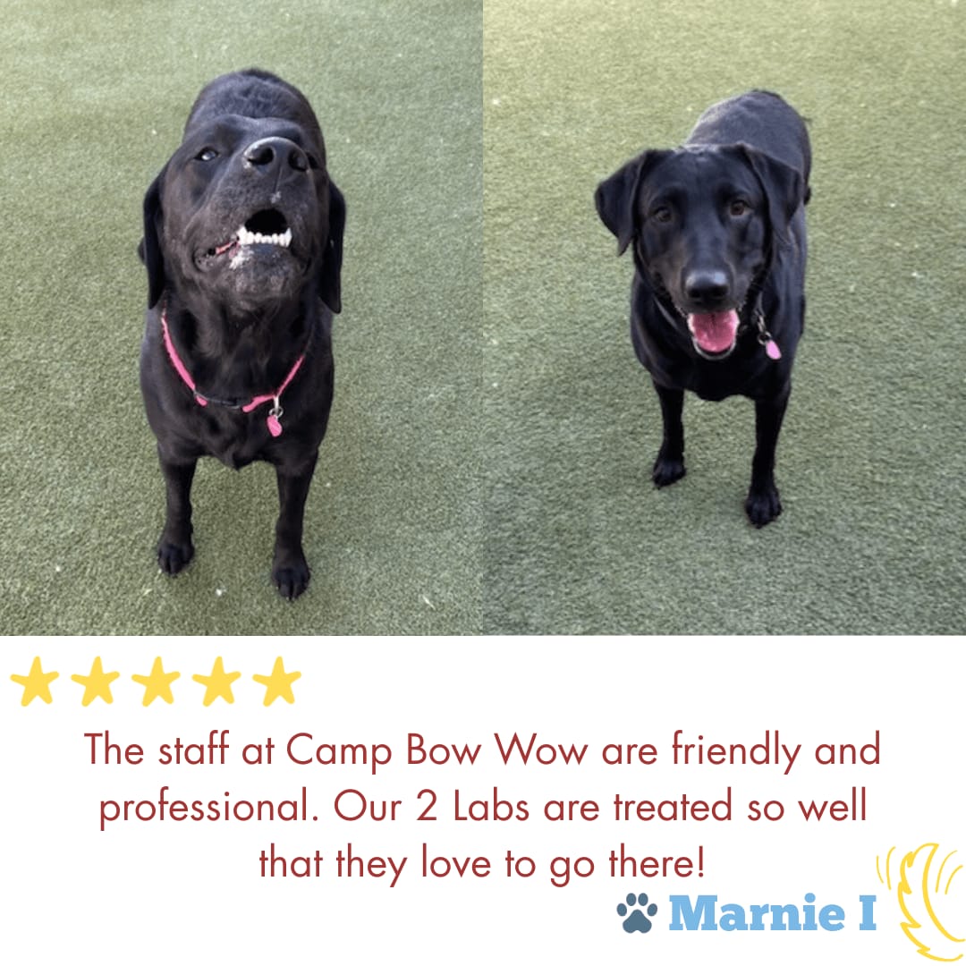 CampBowWow Henderson tweet media