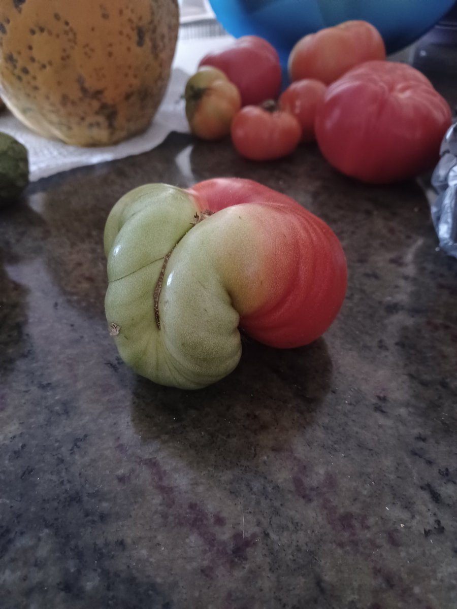 I found a tomato that looked like Squidward. 😌😁✨