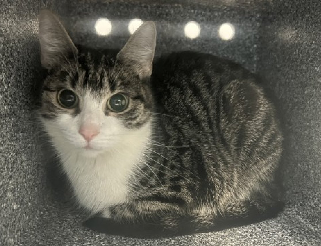 🆘🆘 OREO (ID 246389), 3 YO, FEMALE –  IN MANHATTAN ACC - came into the shelter as an  owner surrender on 1/27/2026, with the surrender reason stated as animal behavior - aggressive towards people.    🆘🆘 😿 😿 😿 😿

➡️TBD 2/12/26

➡️ NEW HOPE PARTNER RESCUE ONLY

➡️ MEDICAL