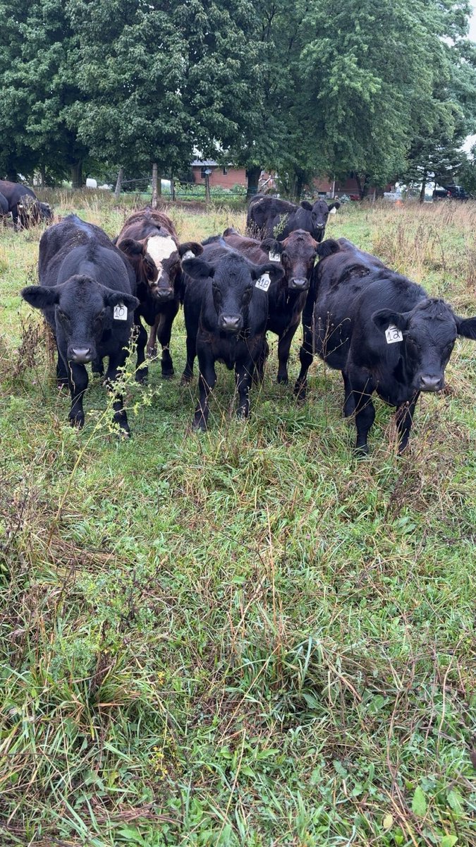 Shayne Dow 🇨🇦 tweet media