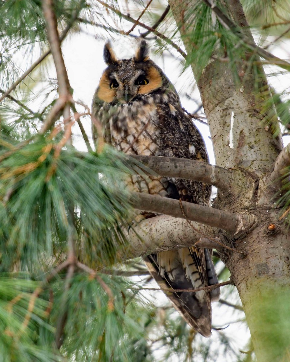 Today's Long-eared Owl in Central Park, a rare and magnificent winter visitor. 🦉 🧡
