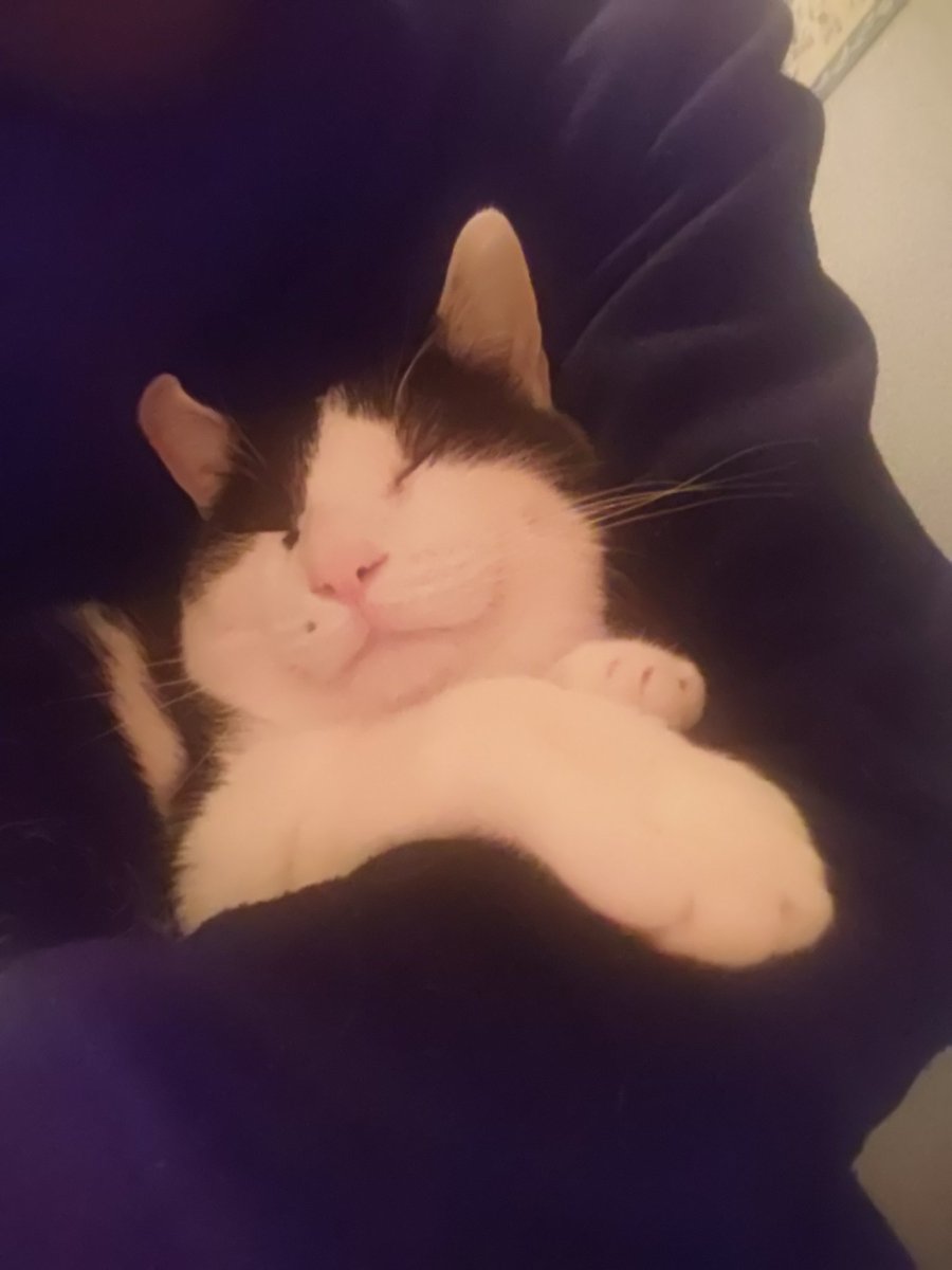 💫あにま@ヴァルキュリア💫 tweet media